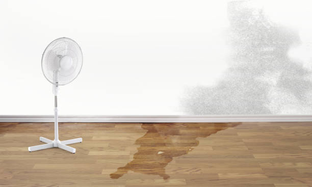 Best Water damage restoration specialists  in Dale, IN