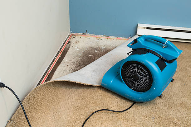 Best Basement water damage restoration  in Dale, IN